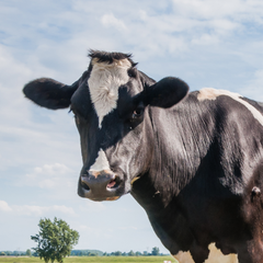 Collection image for: Dairy & Cattle
