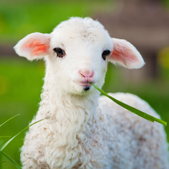 Collection image for: Lamb, Sheep, & Goat