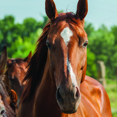 Collection image for: Equine