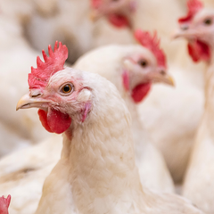 Collection image for: Chickens & Poultry