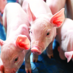 Swine