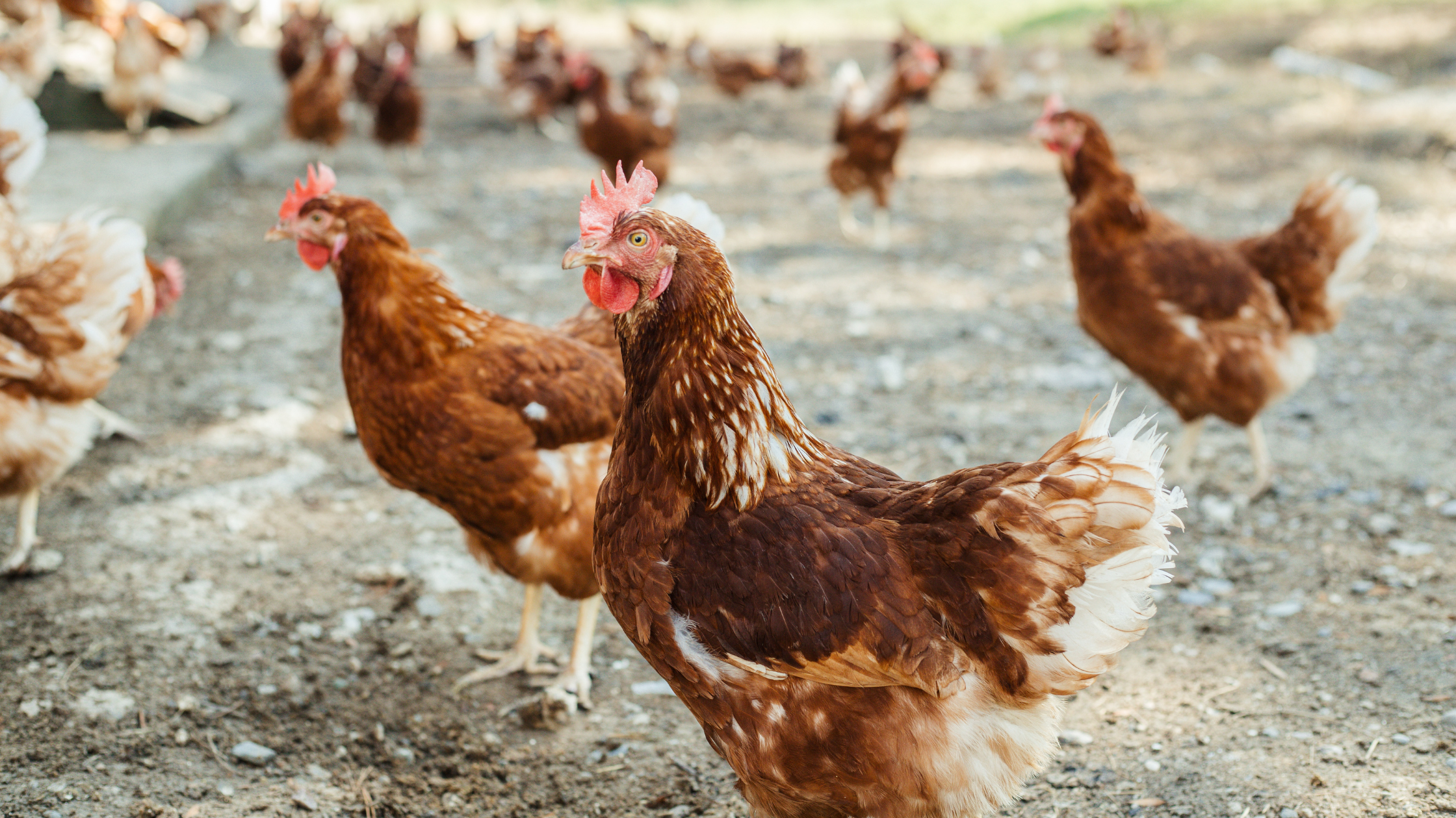 Bird Flu Update: Current Situation and Agricultural Impact