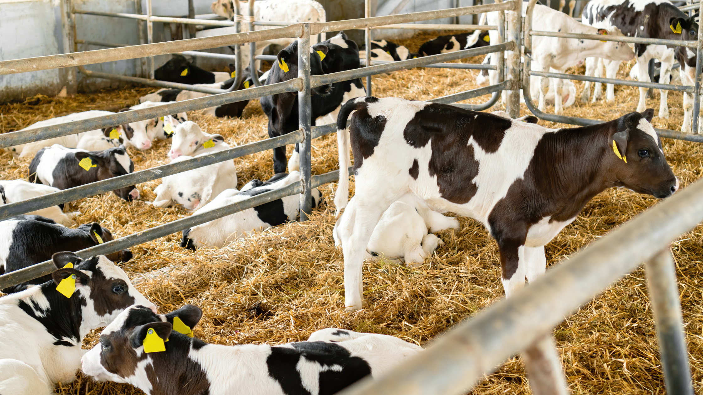 The Ultimate Guide to Being Prepared for Calving Season