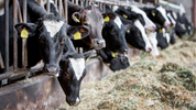 Choosing the Right Feeding Strategy for Dairy Cattle