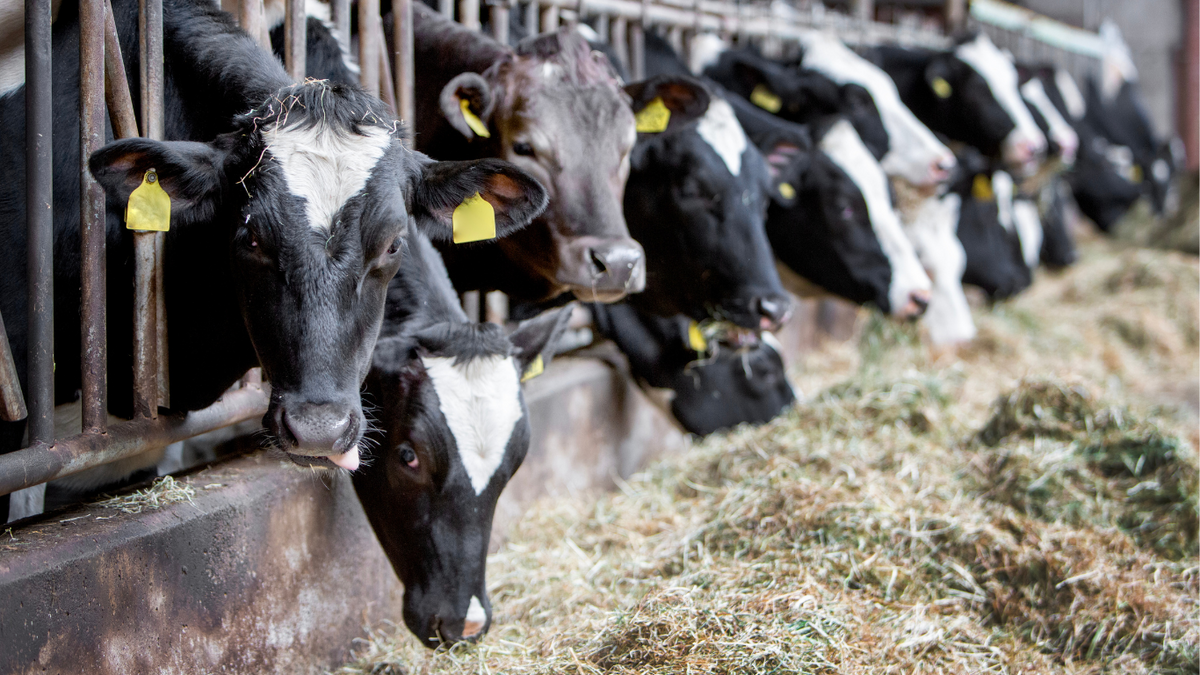 Choosing the Right Feeding Strategy for Dairy Cattle – IVS
