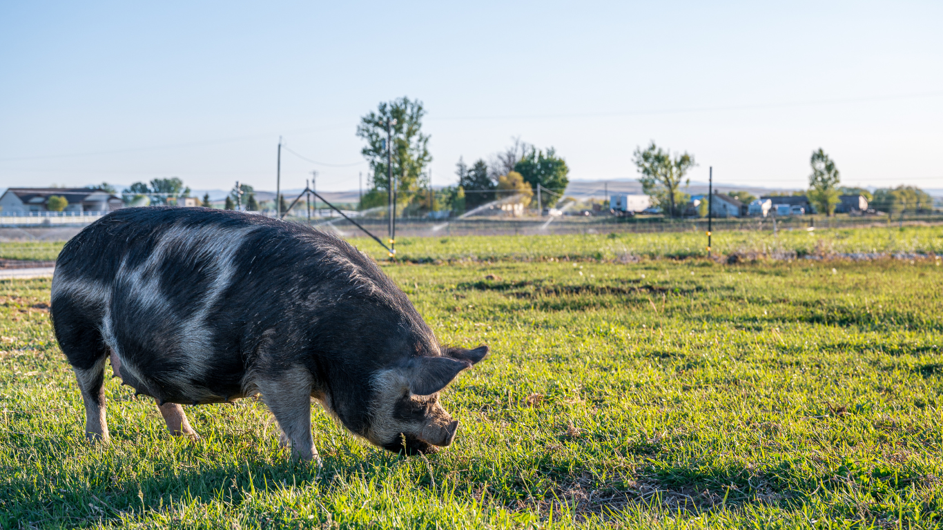 Pig feeding in pasture