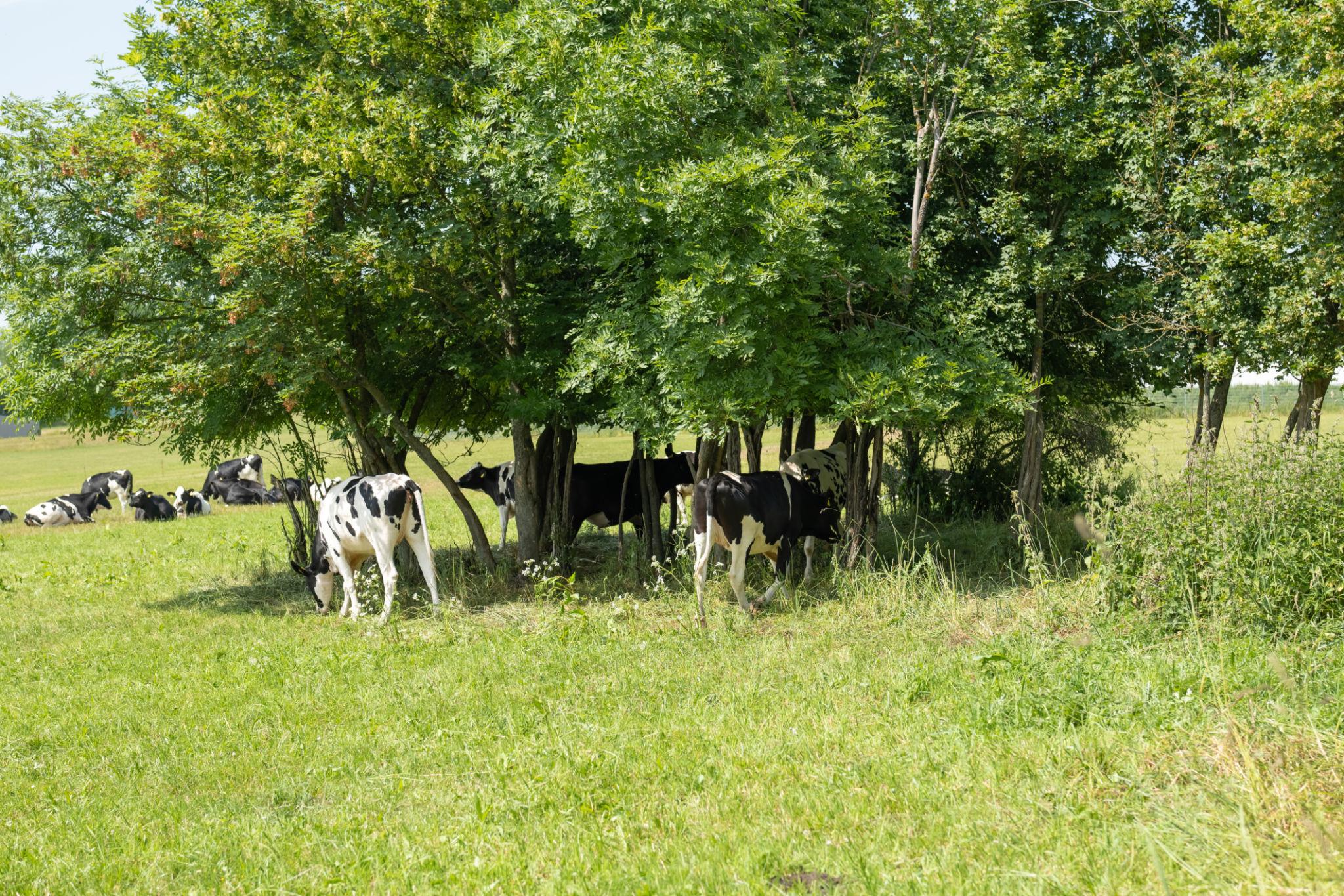 Early Signs of Heat Stress in Cattle