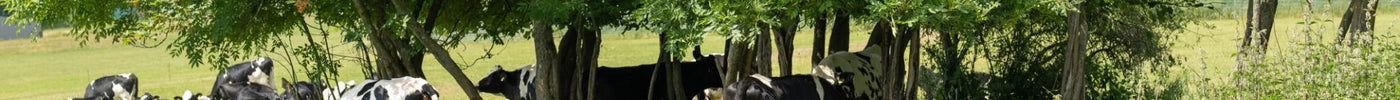 Early Signs of Heat Stress in Cattle