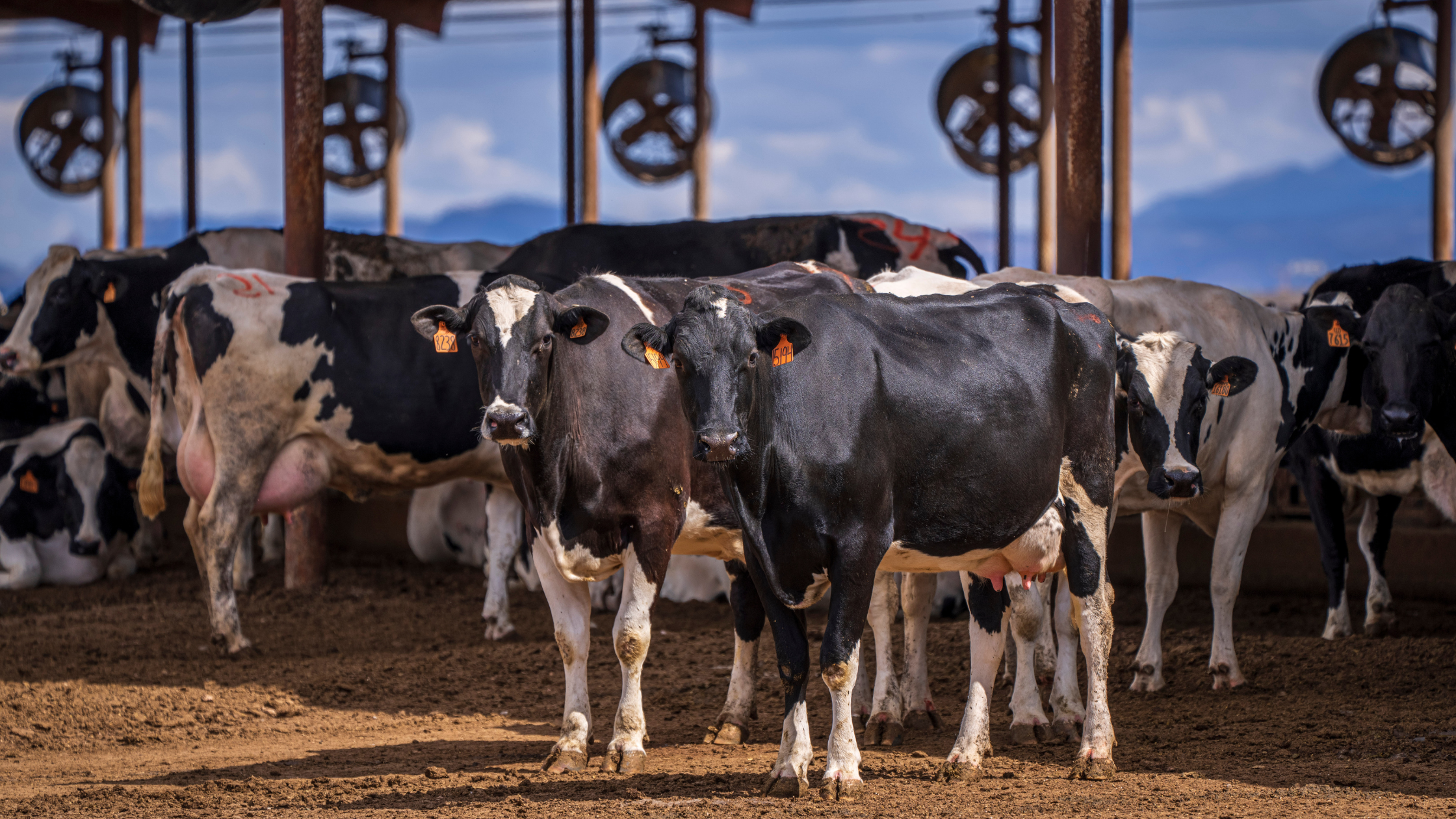 Navigating Drought: Challenges and Strategies for Livestock Farmers