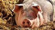 Let’s Talk Sow Lameness: How to Spot It Early and Stop It Fast