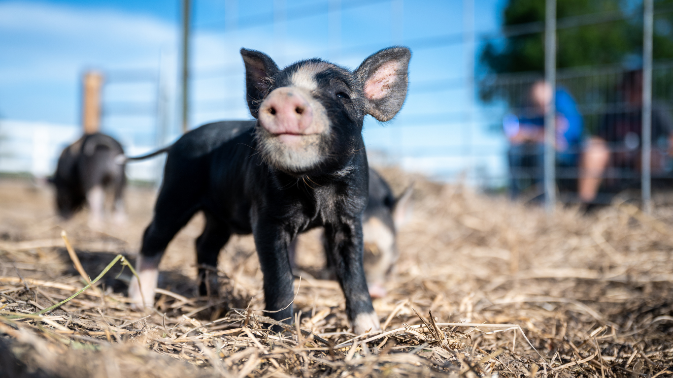The Hidden Cost of Poor Piglet Processing
