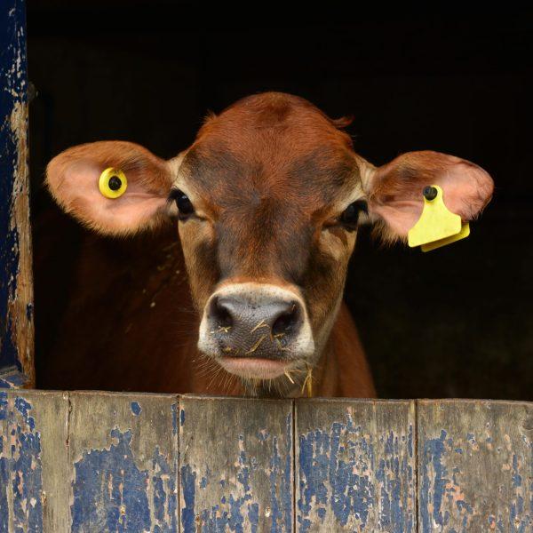Why Proper Animal Identification Matters More Than You Think