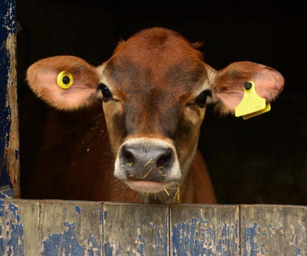 Why Proper Animal Identification Matters More Than You Think – IVS