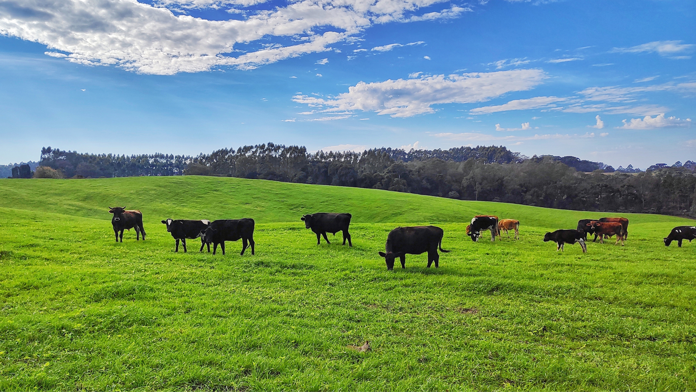 Revitalizing Pastures: Preparing for a Thriving Spring Season