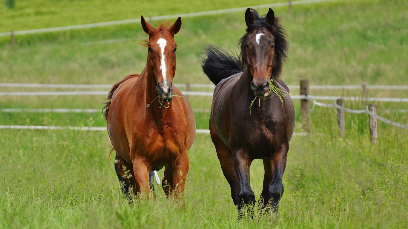 Equine Fitness and Conditioning: Getting Your Horse Back in Shape for Spring