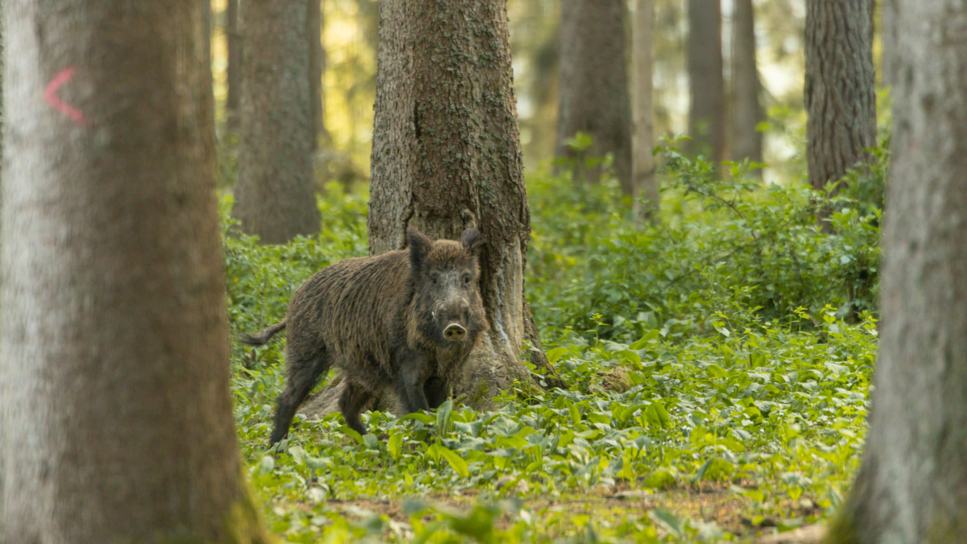 Feral Swine: Understanding the Threat and Managing the Impact