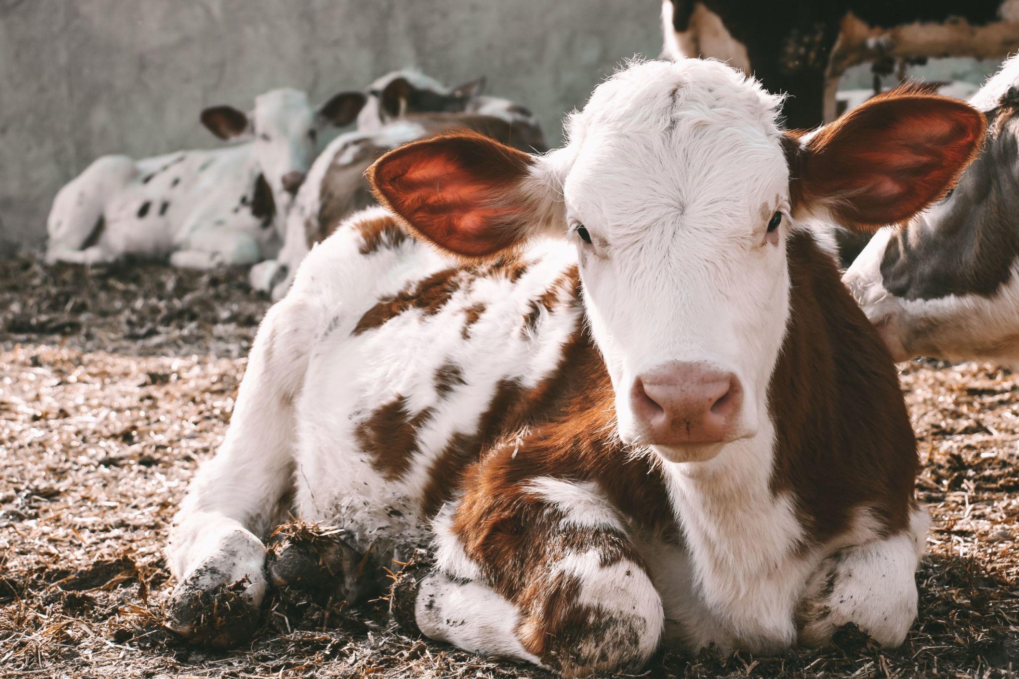 Signs a Calf Isn’t Nursing (And What to Do About It)