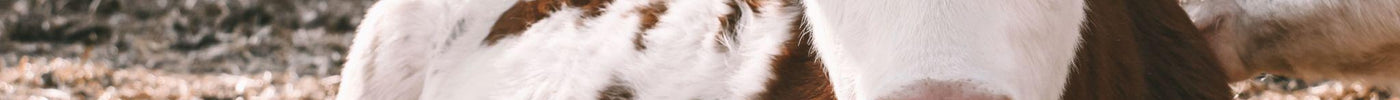 Signs a Calf Isn’t Nursing (And What to Do About It)