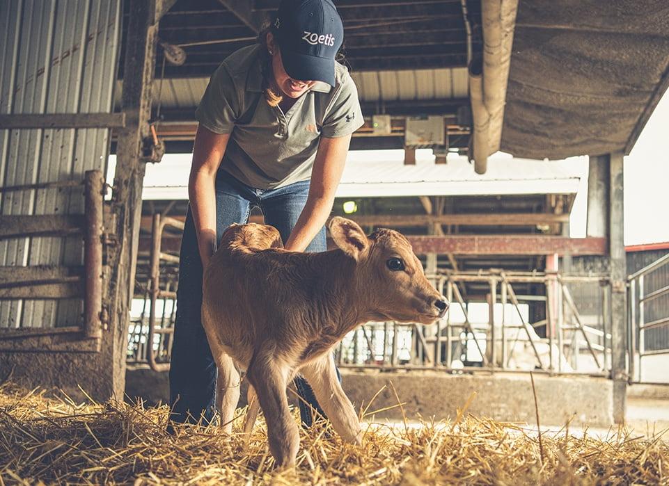 How to Use a Calf Puller Safely (Step by Step)