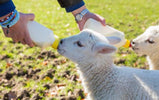 Bottle Feeding Lambs: What You Need to Know