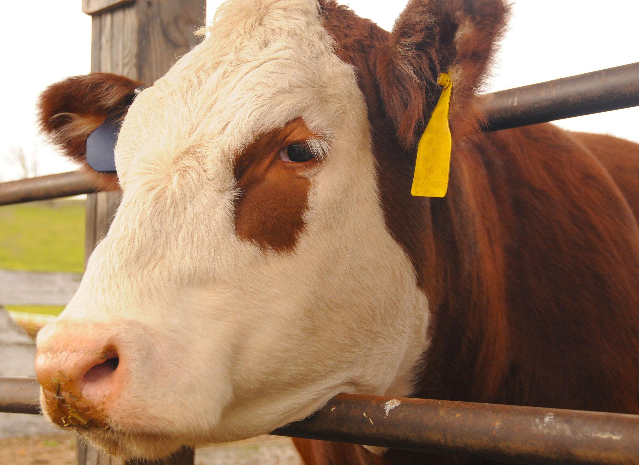 Best Practices for Ear Tagging Cattle