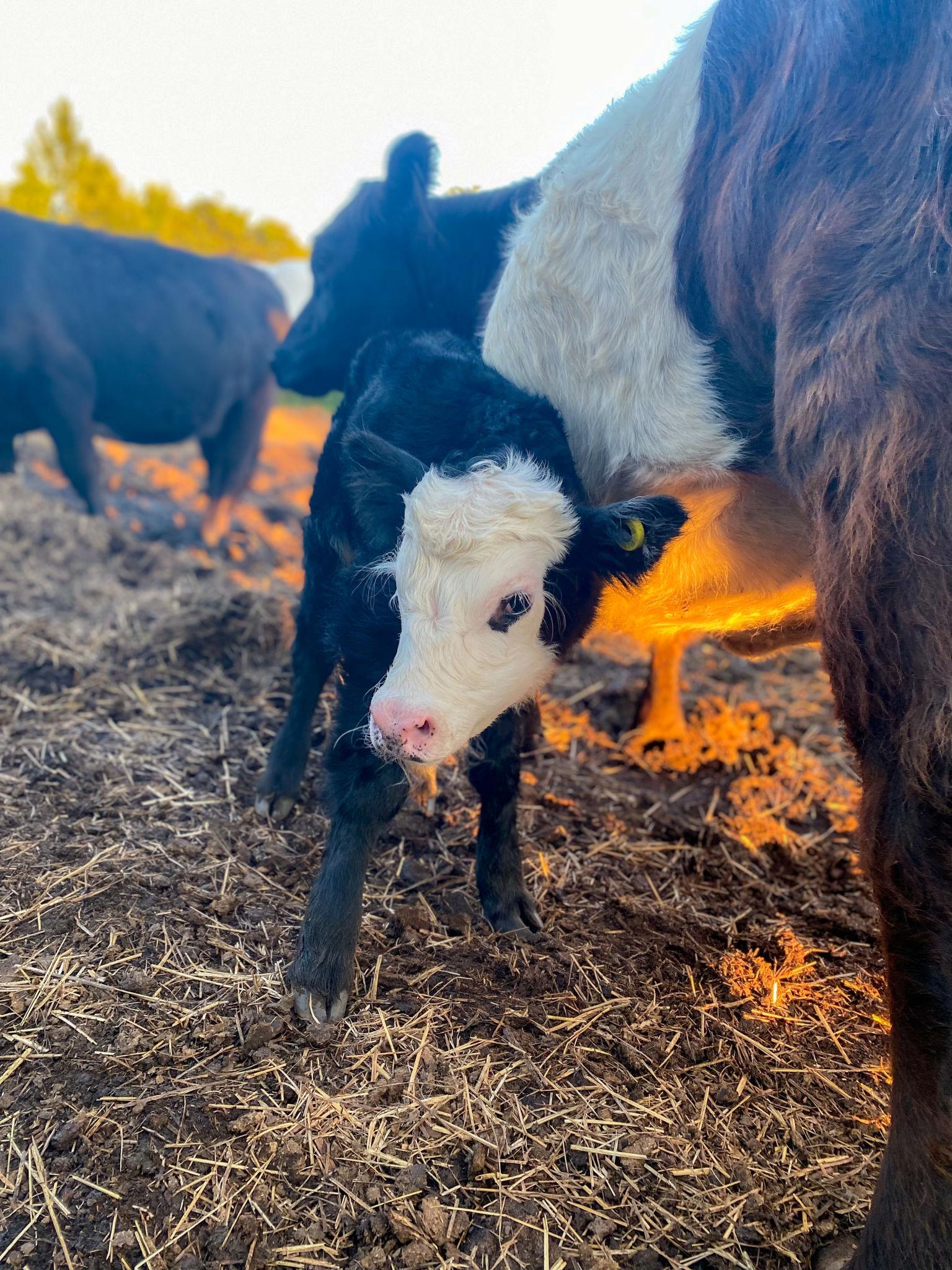 How to Care for Newborn Calves (First 48 Hours Guide)