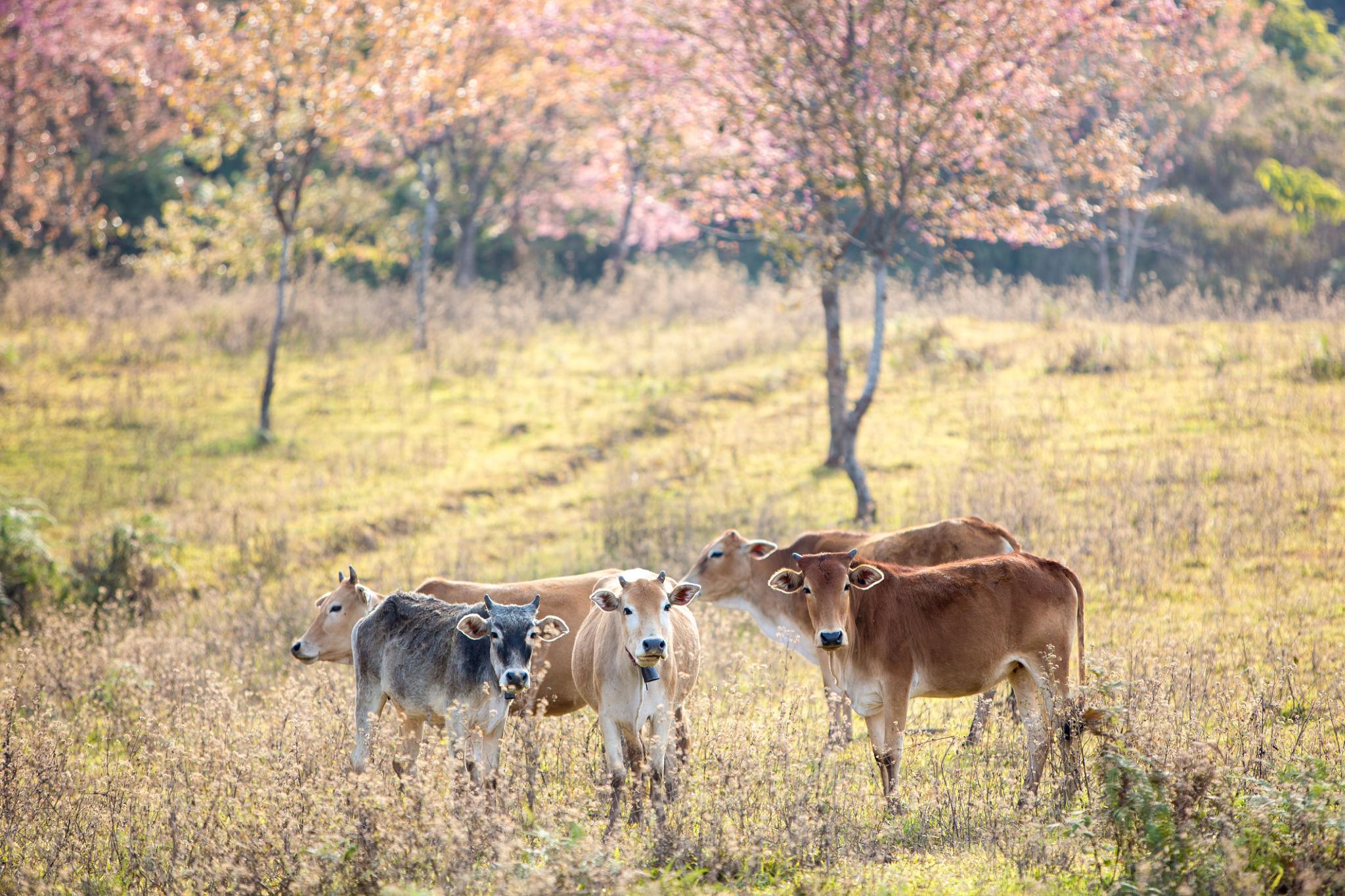 How to Prepare Cattle for Warmer Weather