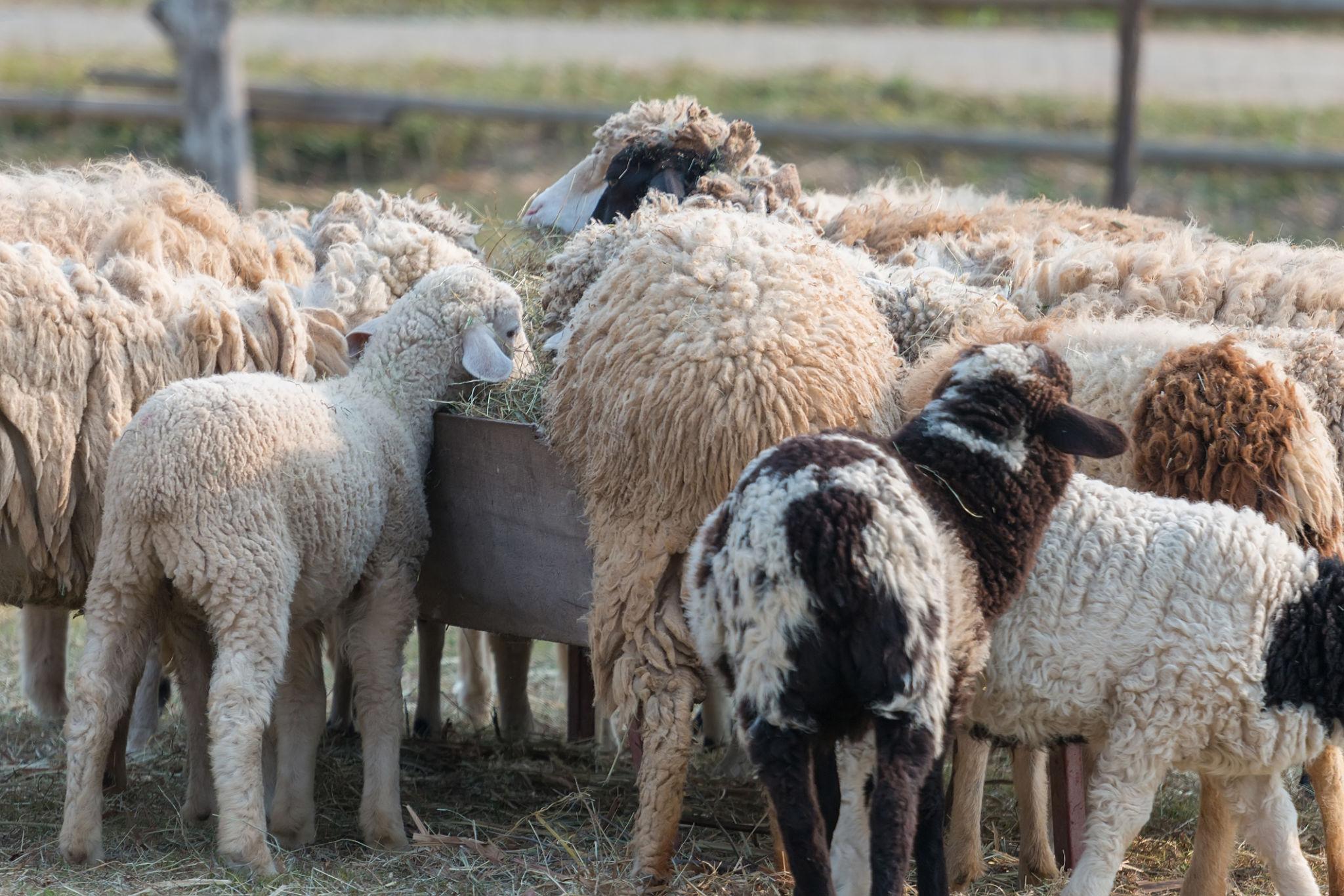 Common Mistakes When Raising Orphan Lambs