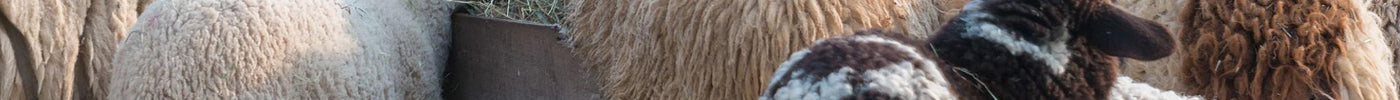 Common Mistakes When Raising Orphan Lambs