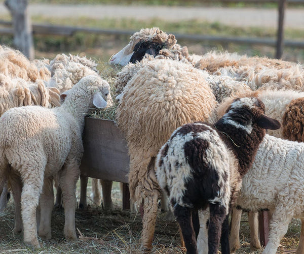 Common Mistakes When Raising Orphan Lambs – IVS