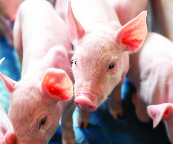 Swine – IVS