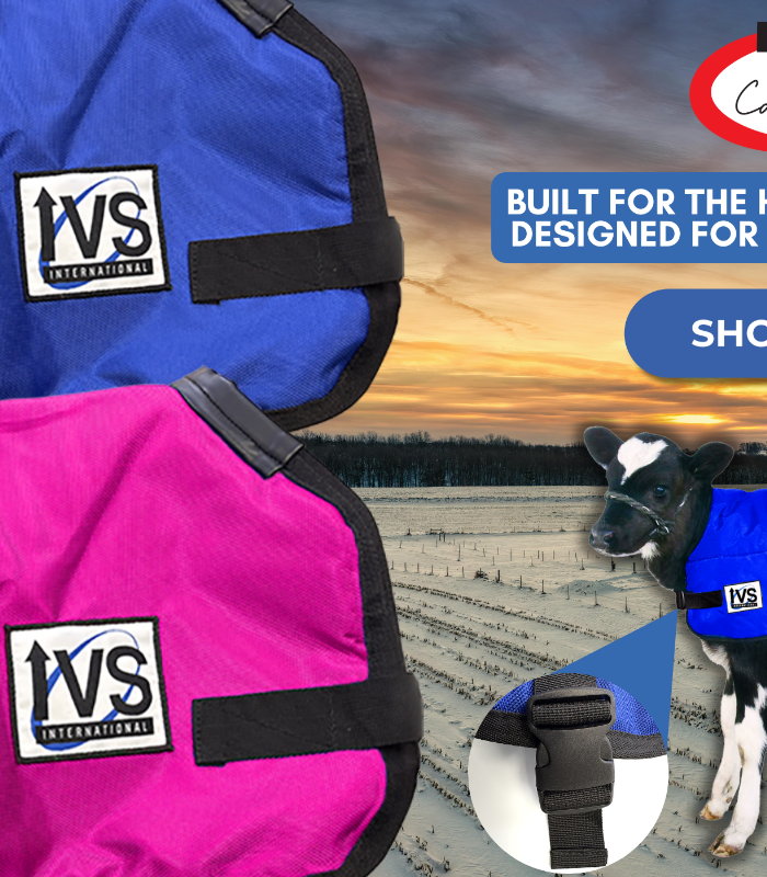 IVS branded cow coats in blue and pink with a cow wearing a coat in the background.