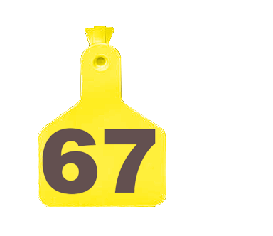 Numbered One-Piece Z Tag/Large (Bag/25)